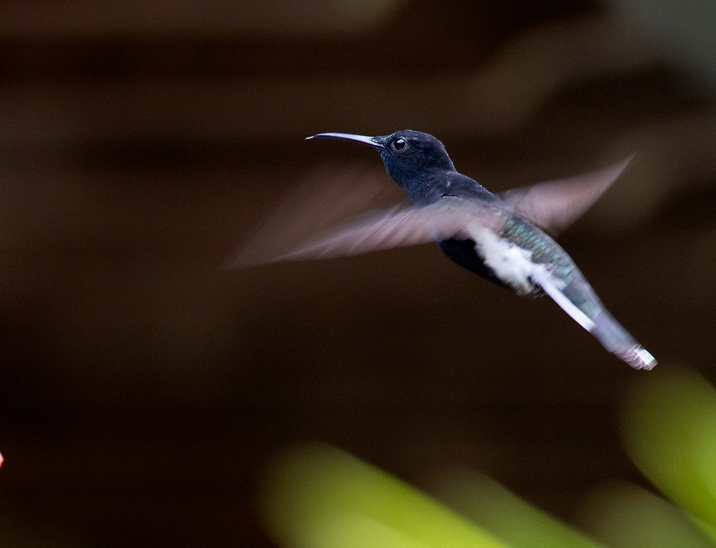 Black Jacobin - Peter Candido