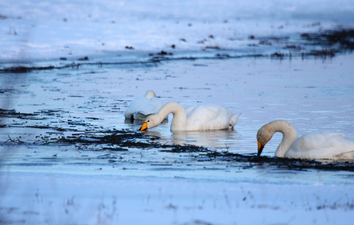 Cisne Cantor - ML414029291