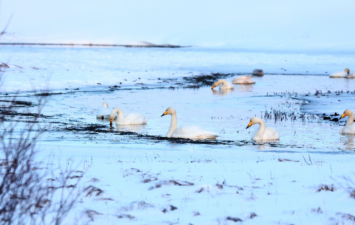 Whooper Swan - ML414029351