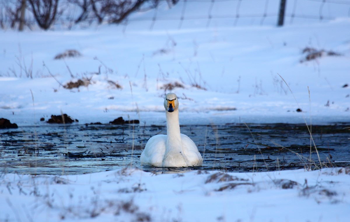 Whooper Swan - ML414029391