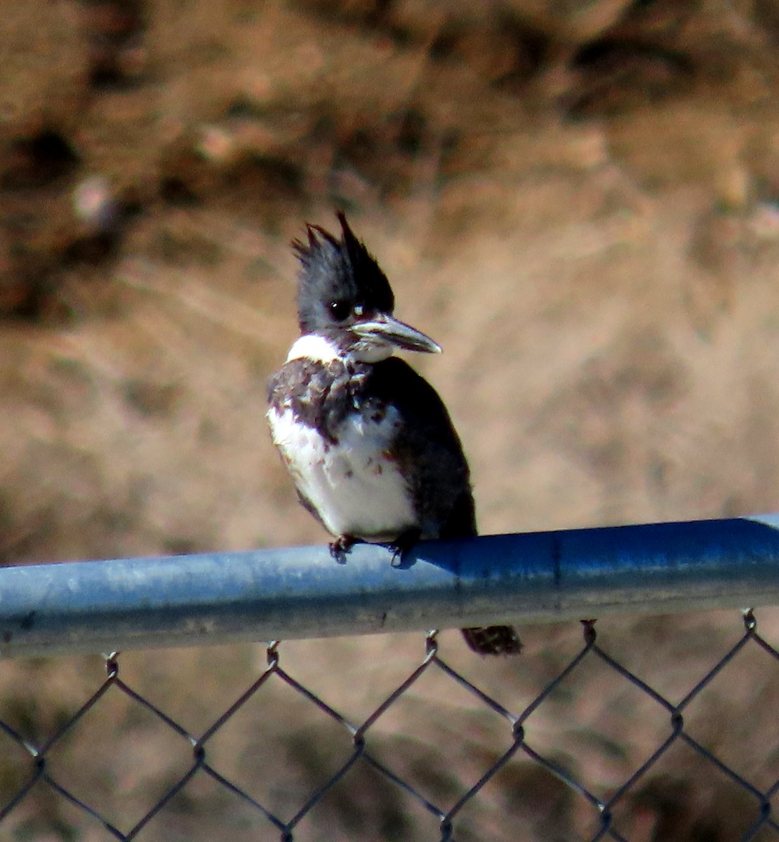 Belted Kingfisher - ML414029931