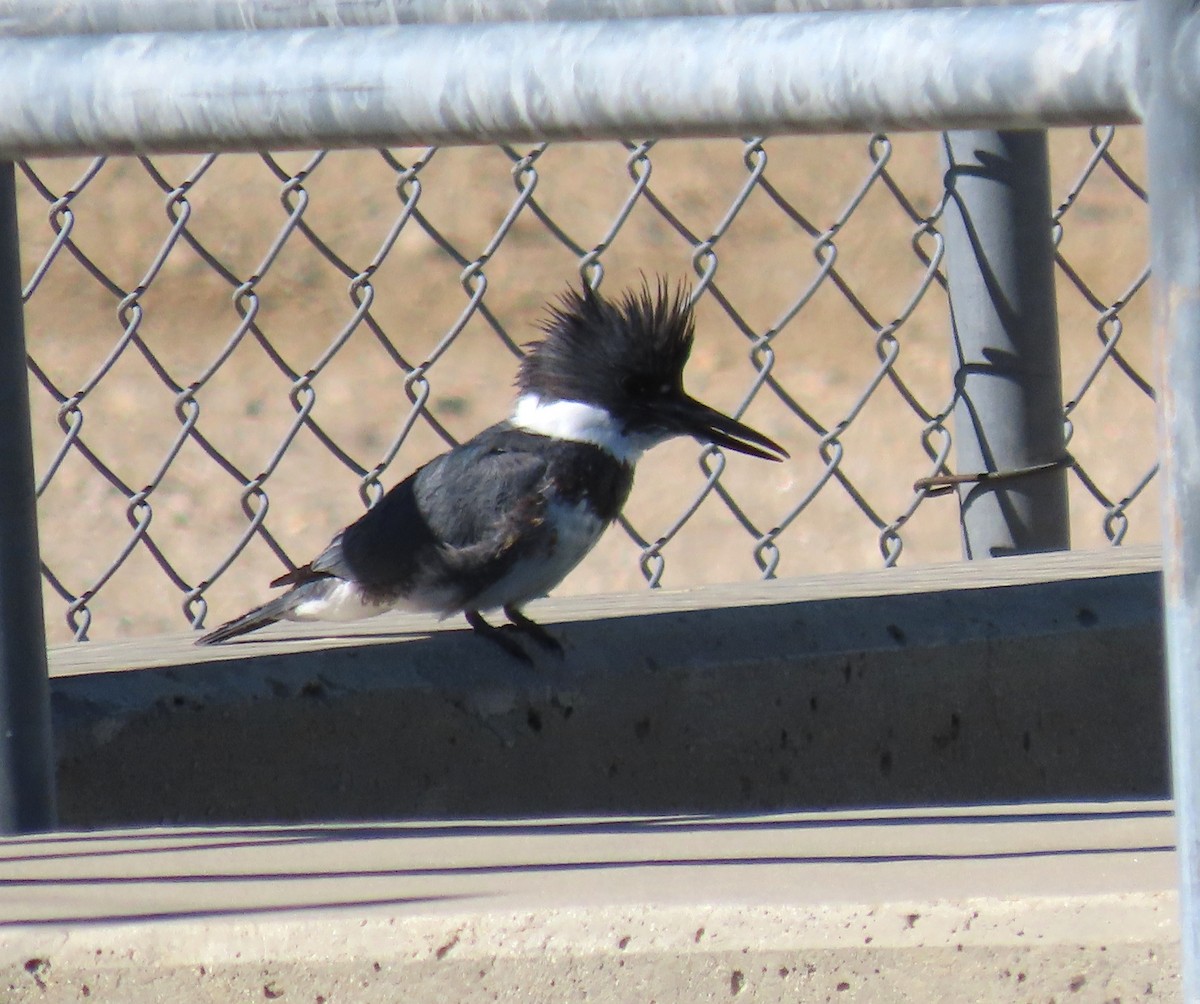 Belted Kingfisher - ML414029951