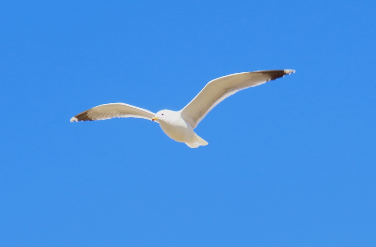 California Gull - ML414032001