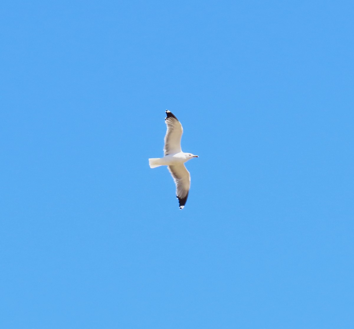 California Gull - ML414032021