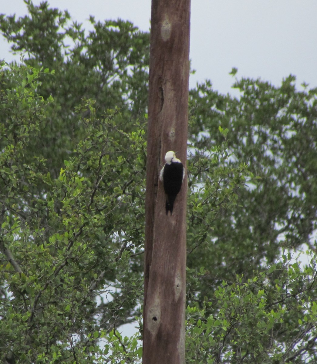 White Woodpecker - ML414032861