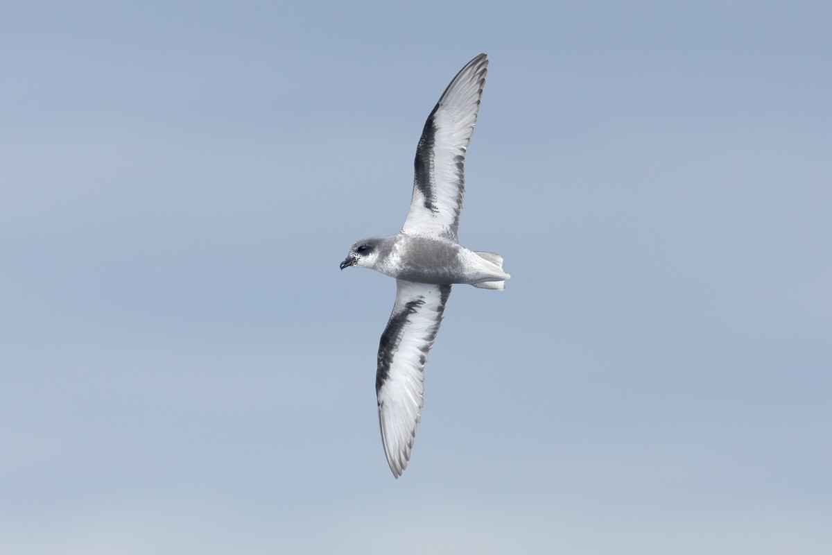 Mottled Petrel - ML414033411