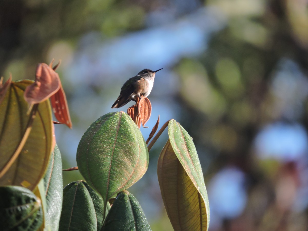 Scintillant Hummingbird - ML414034241