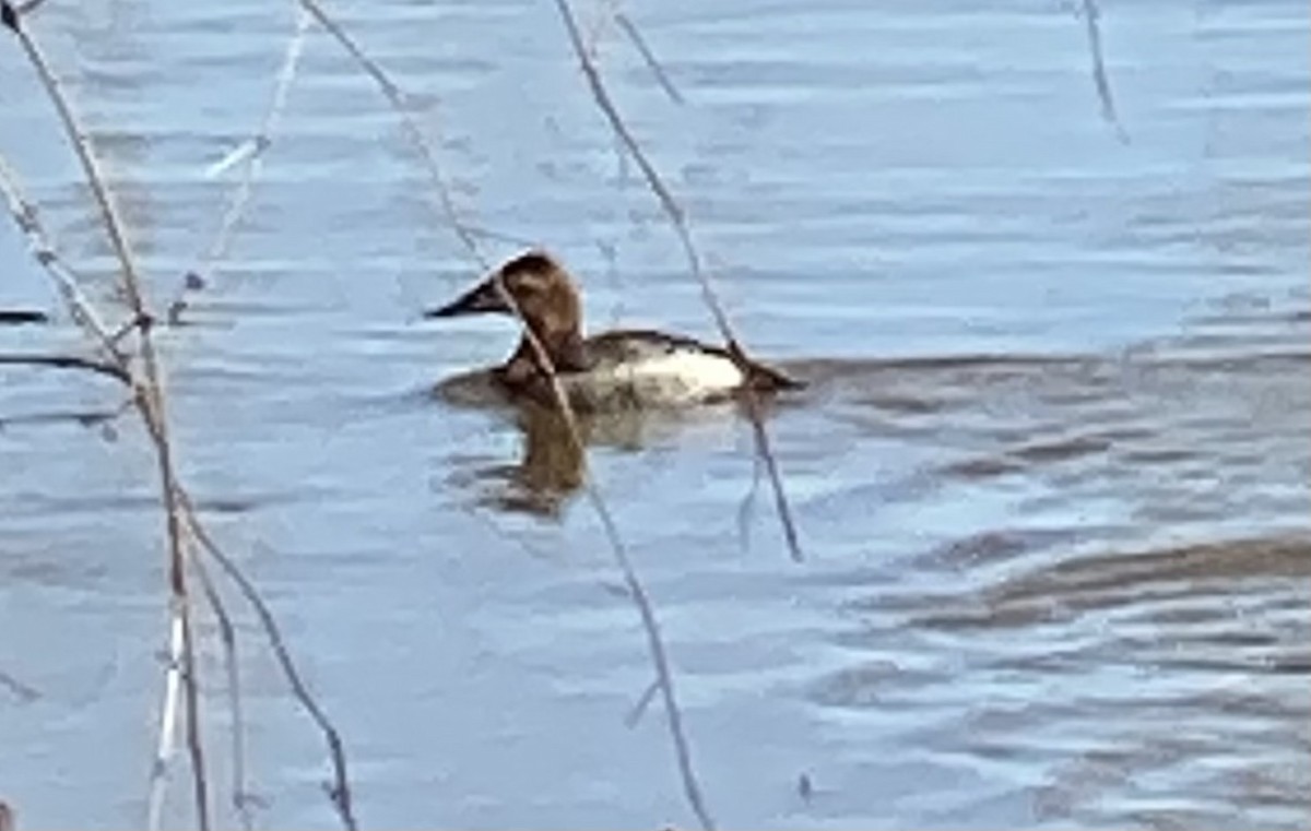 Canvasback - ML414035001