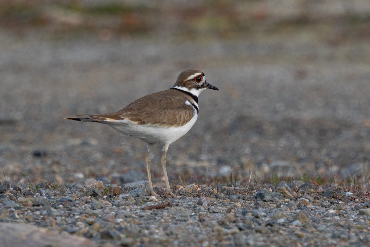 Killdeer - Loni Ye