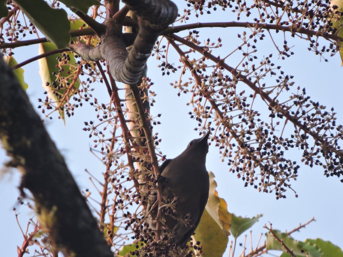 Mountain Thrush - ML414035371