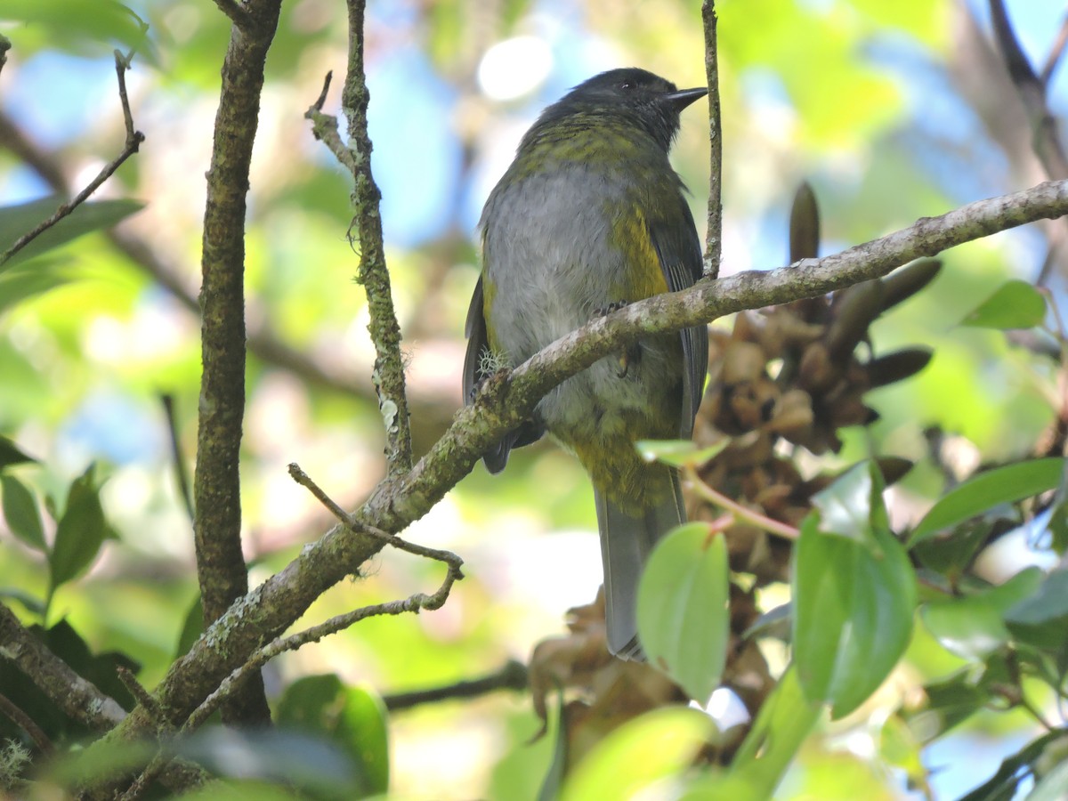Black-and-yellow Silky-flycatcher - ML414037471