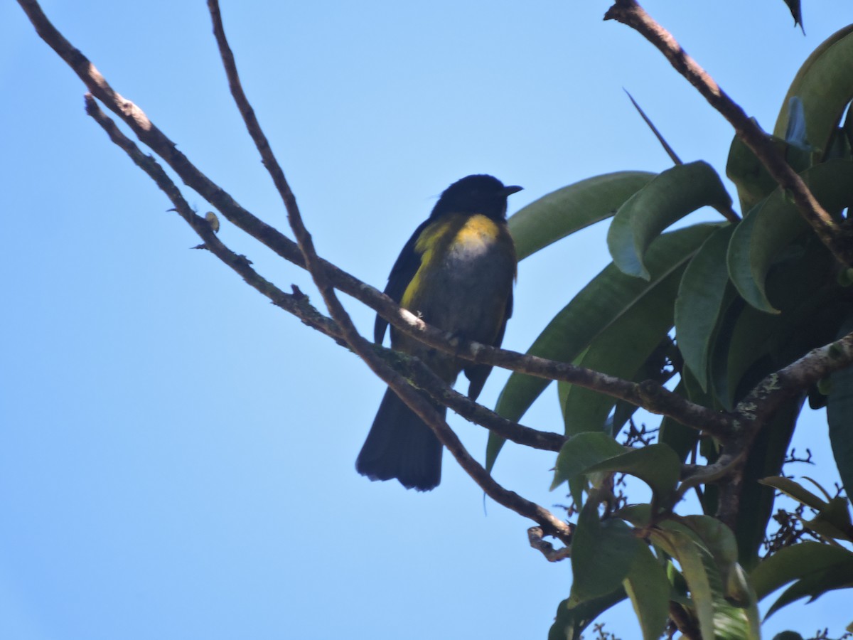 Black-and-yellow Silky-flycatcher - ML414037951