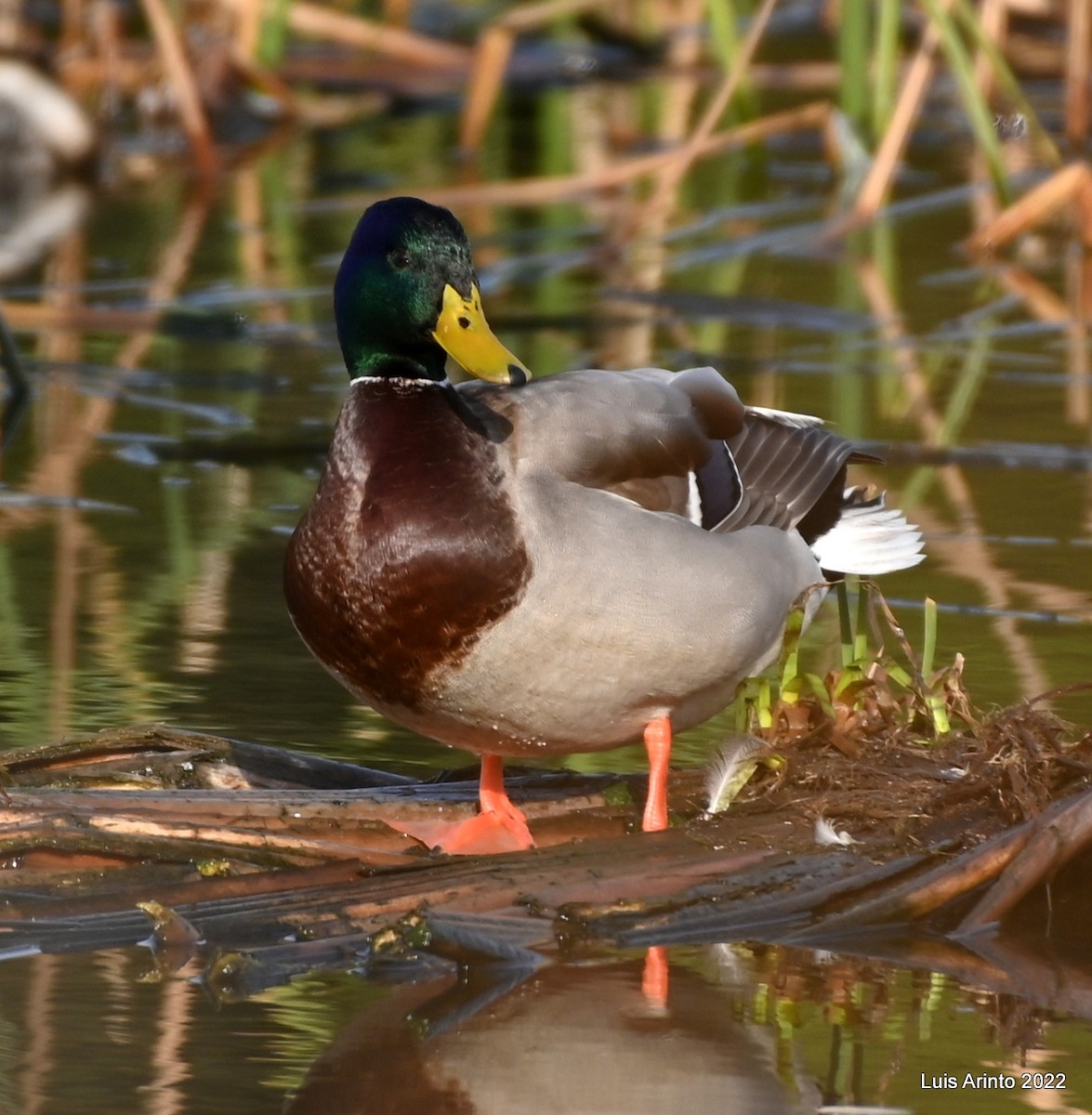 Canard colvert - ML414039301