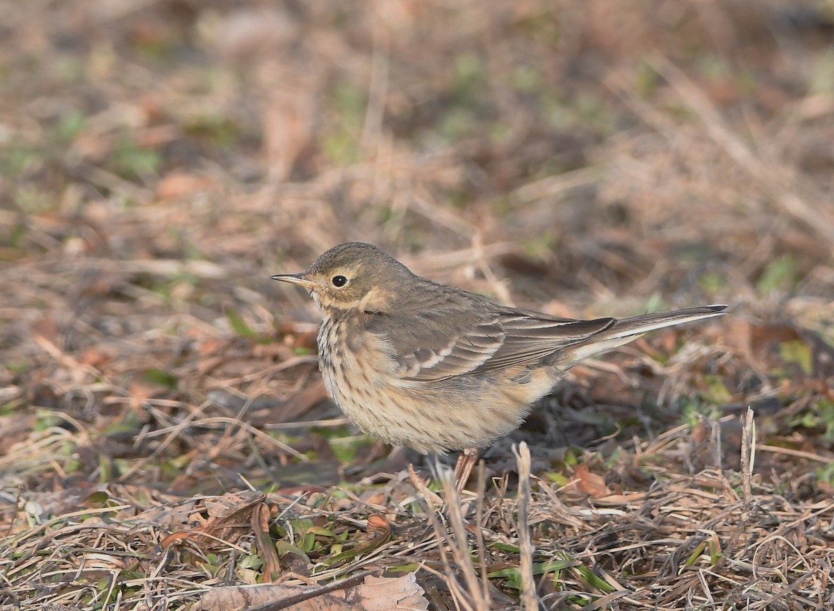 American Pipit - ML414040171