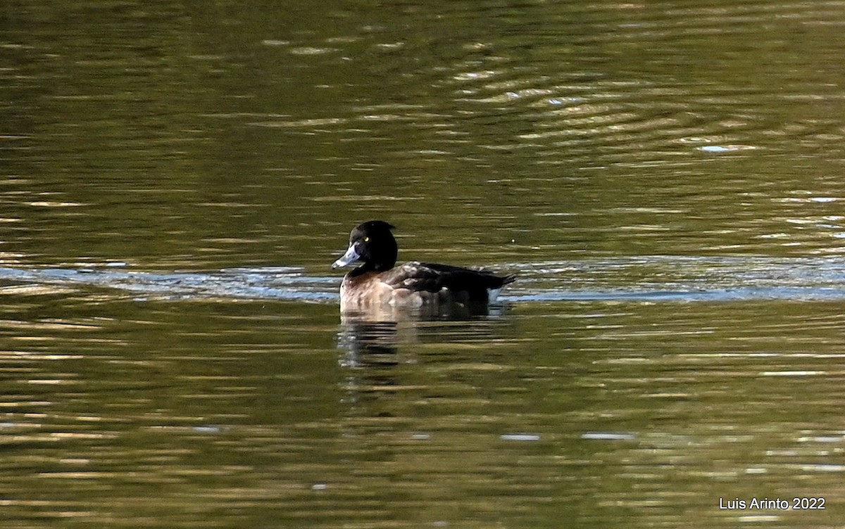 Tufted Duck - ML414040641