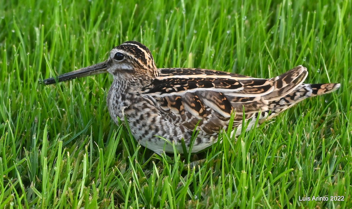 Common Snipe - ML414043281