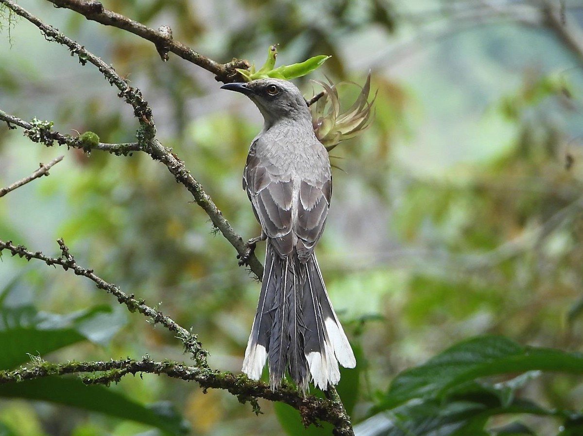 Tropical Mockingbird (Southern) - ML414043311