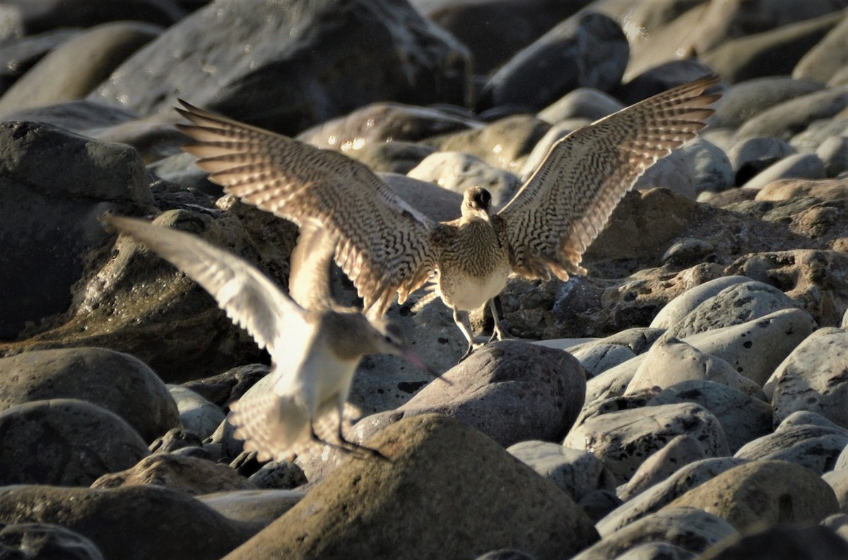 Whimbrel - Tomáš Grim