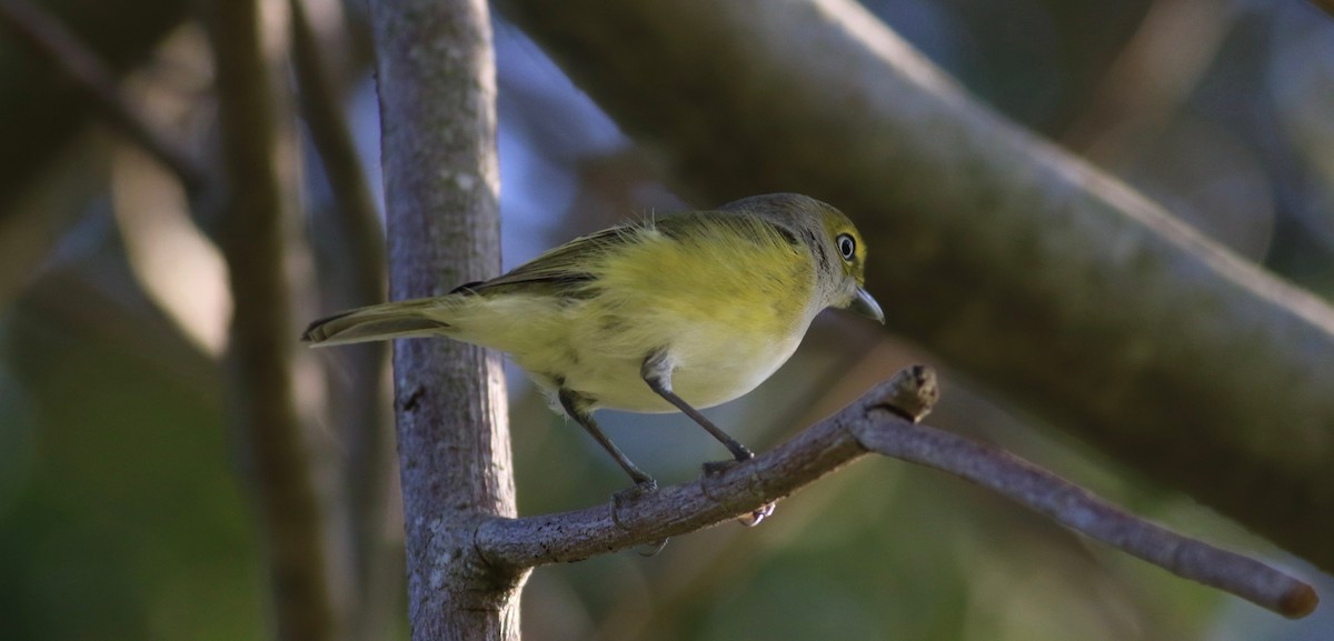 White-eyed Vireo (White-eyed) - ML414048221