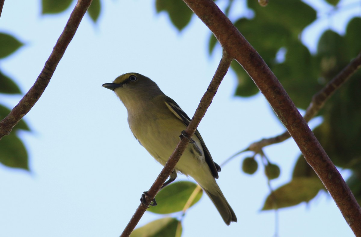 hvitøyevireo (griseus gr.) - ML414048341