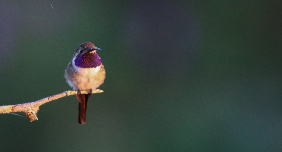 Mexican Sheartail - Ian Davies