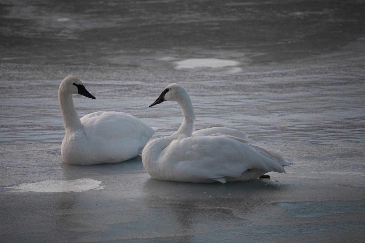 Cygne trompette - ML414049961