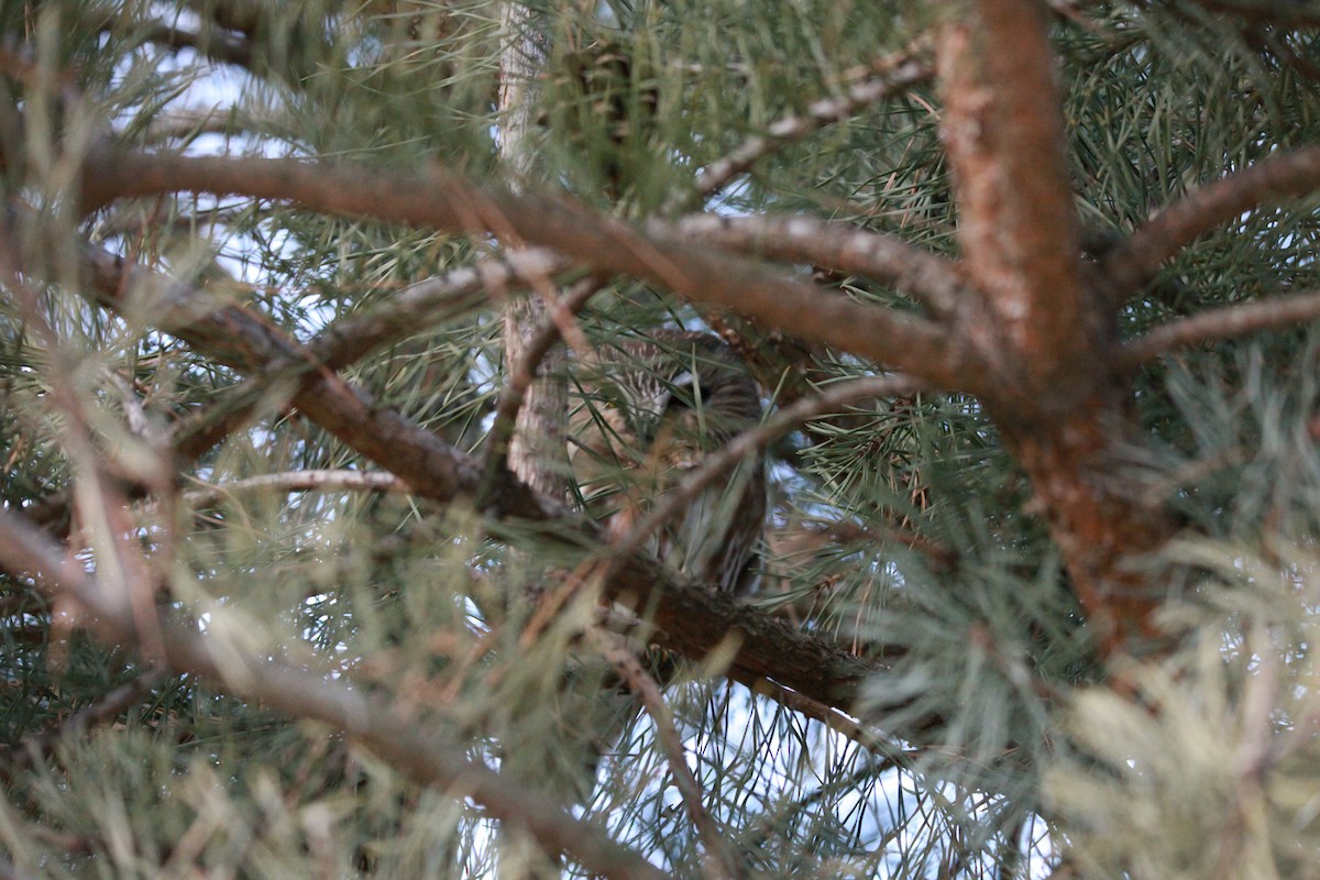 Northern Saw-whet Owl - Jamie Tigges