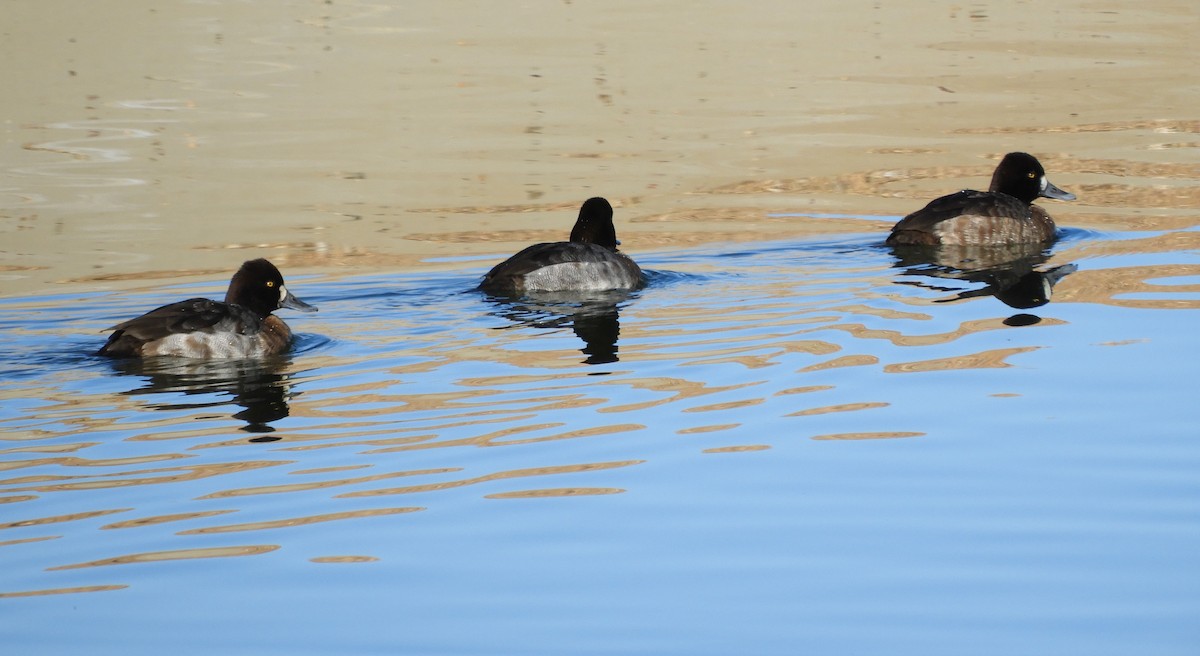 Lesser Scaup - ML414050071