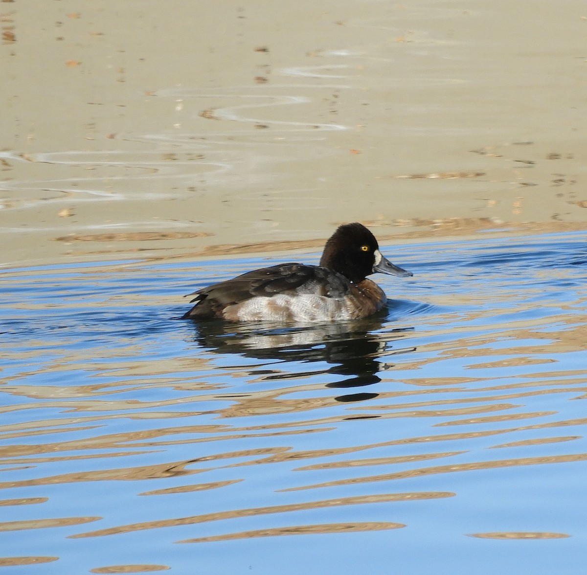 Lesser Scaup - ML414050081