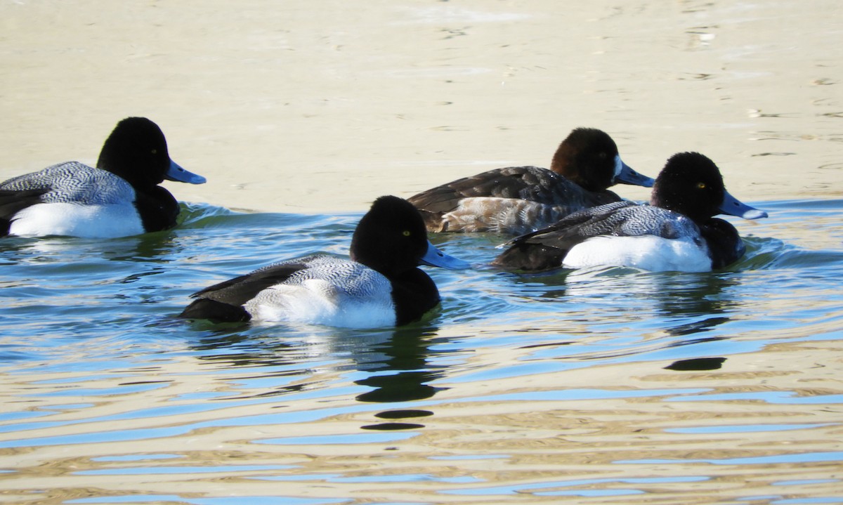 Lesser Scaup - ML414050171