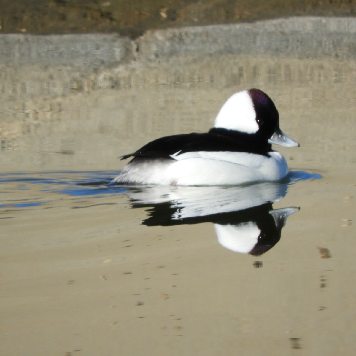 Bufflehead - ML414050331
