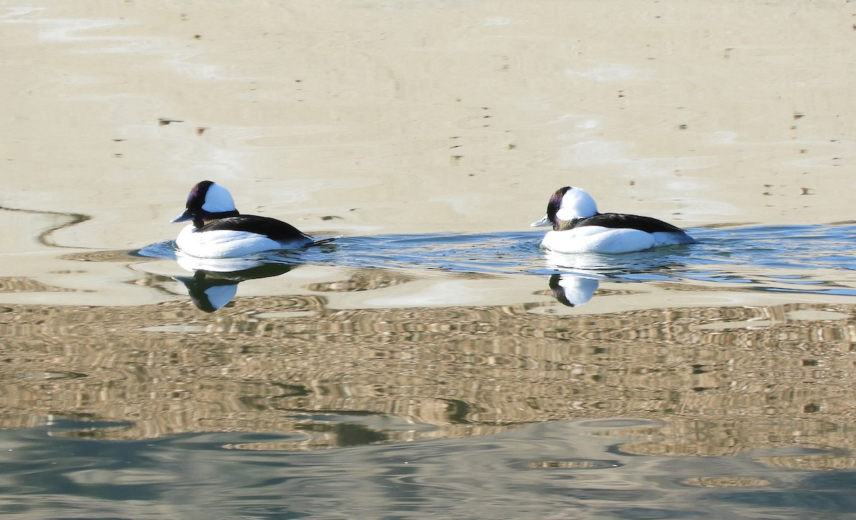 Bufflehead - ML414050411