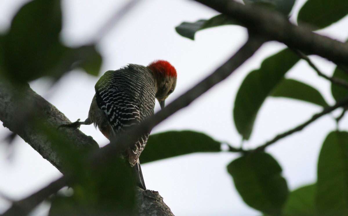 Yucatan Woodpecker - Ian Davies