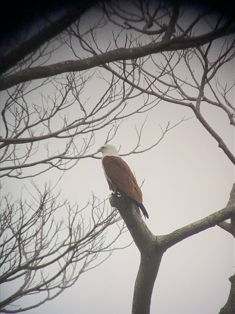 Brahminy Kite - ML414053291