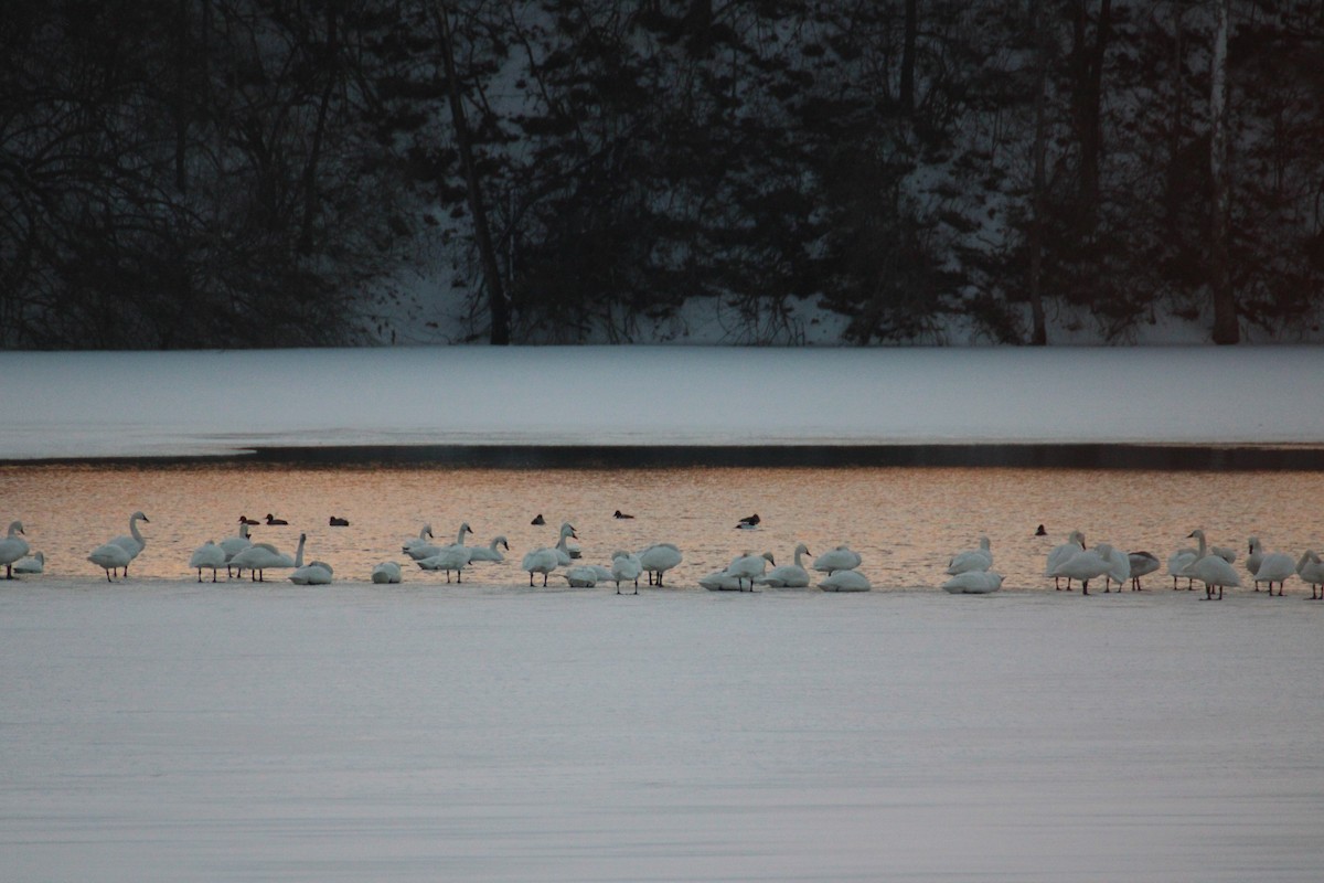 Mute Swan - ML414054061