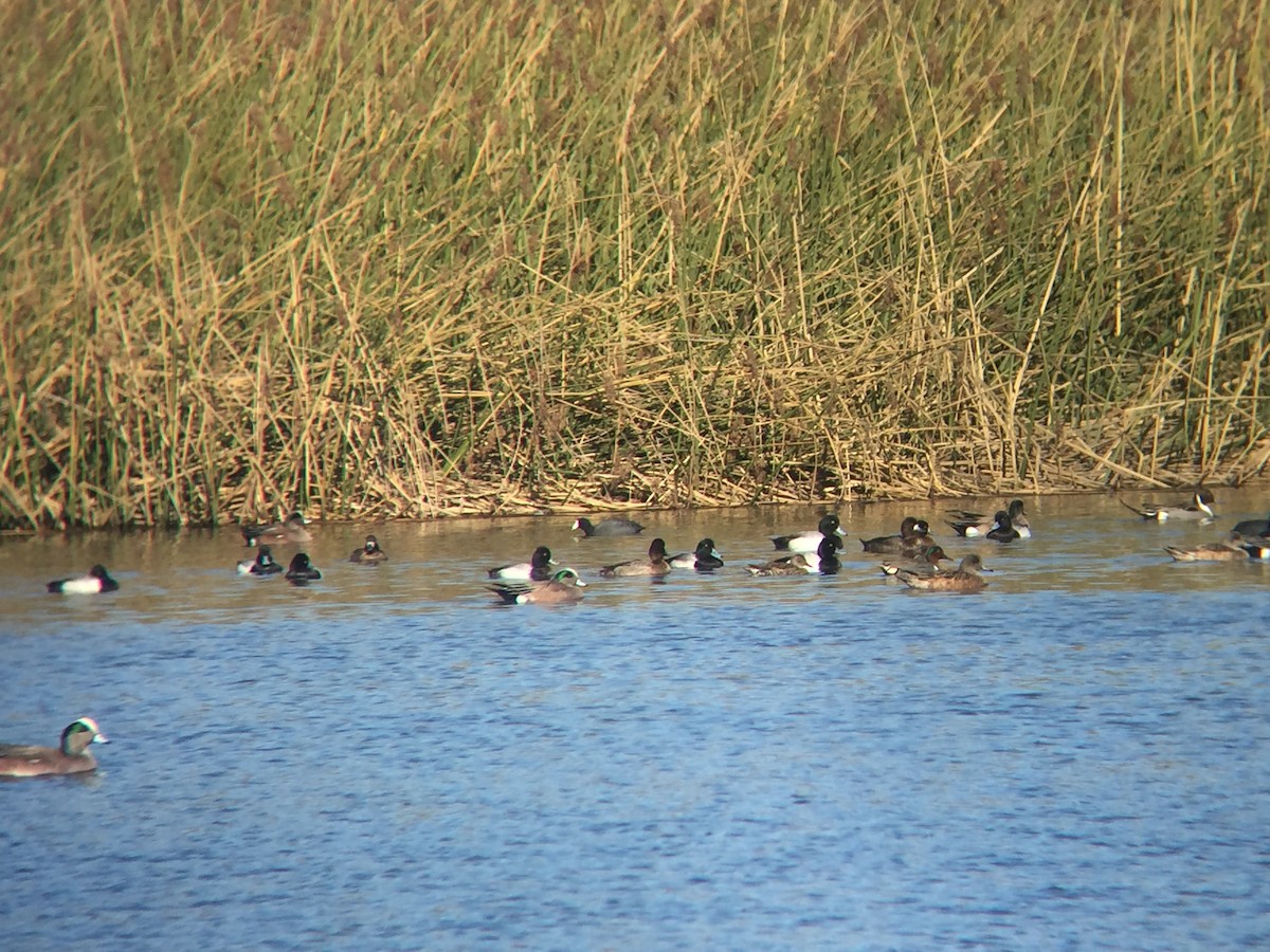 Greater Scaup - ML414054091