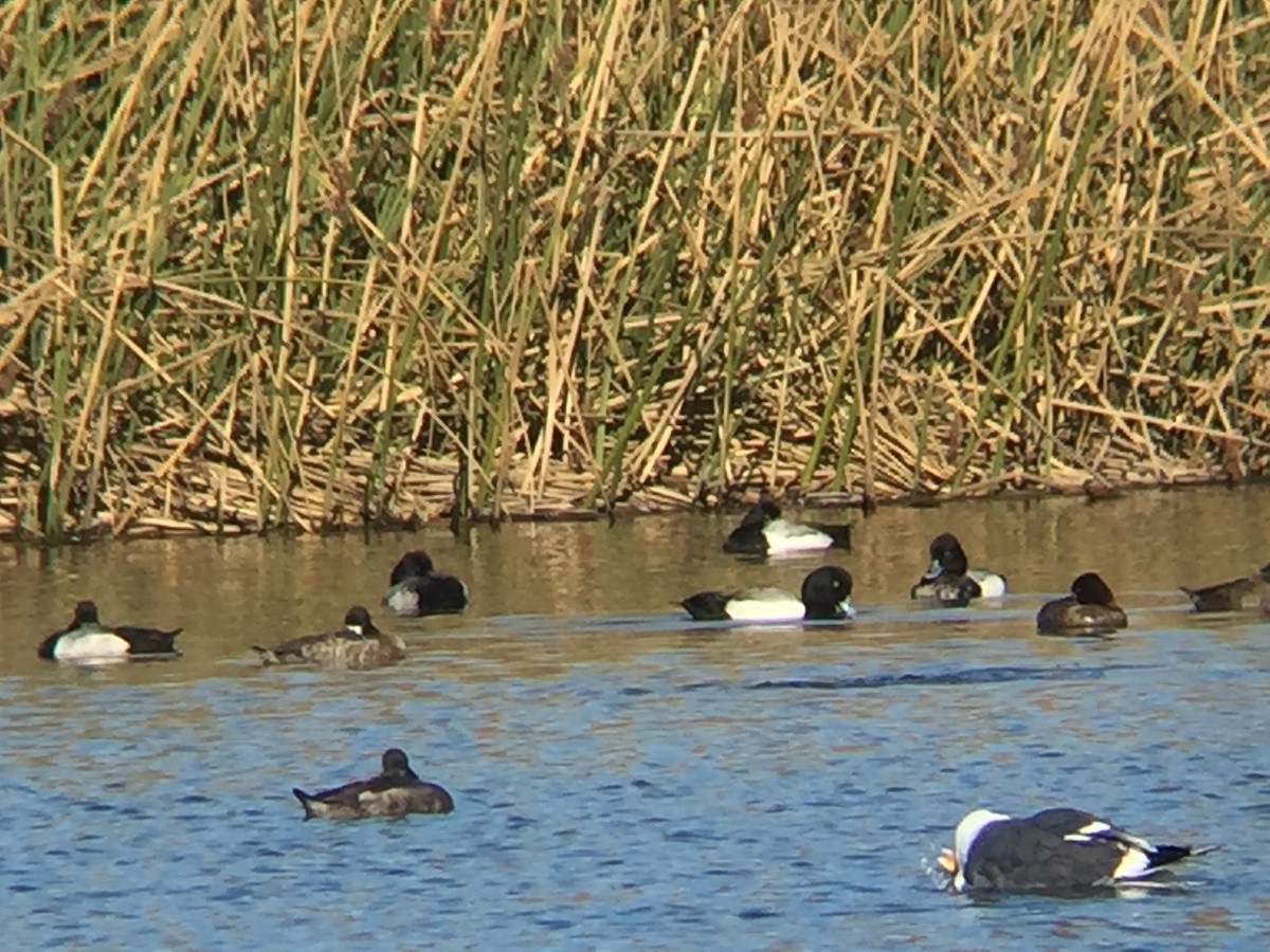 Greater Scaup - ML414054101