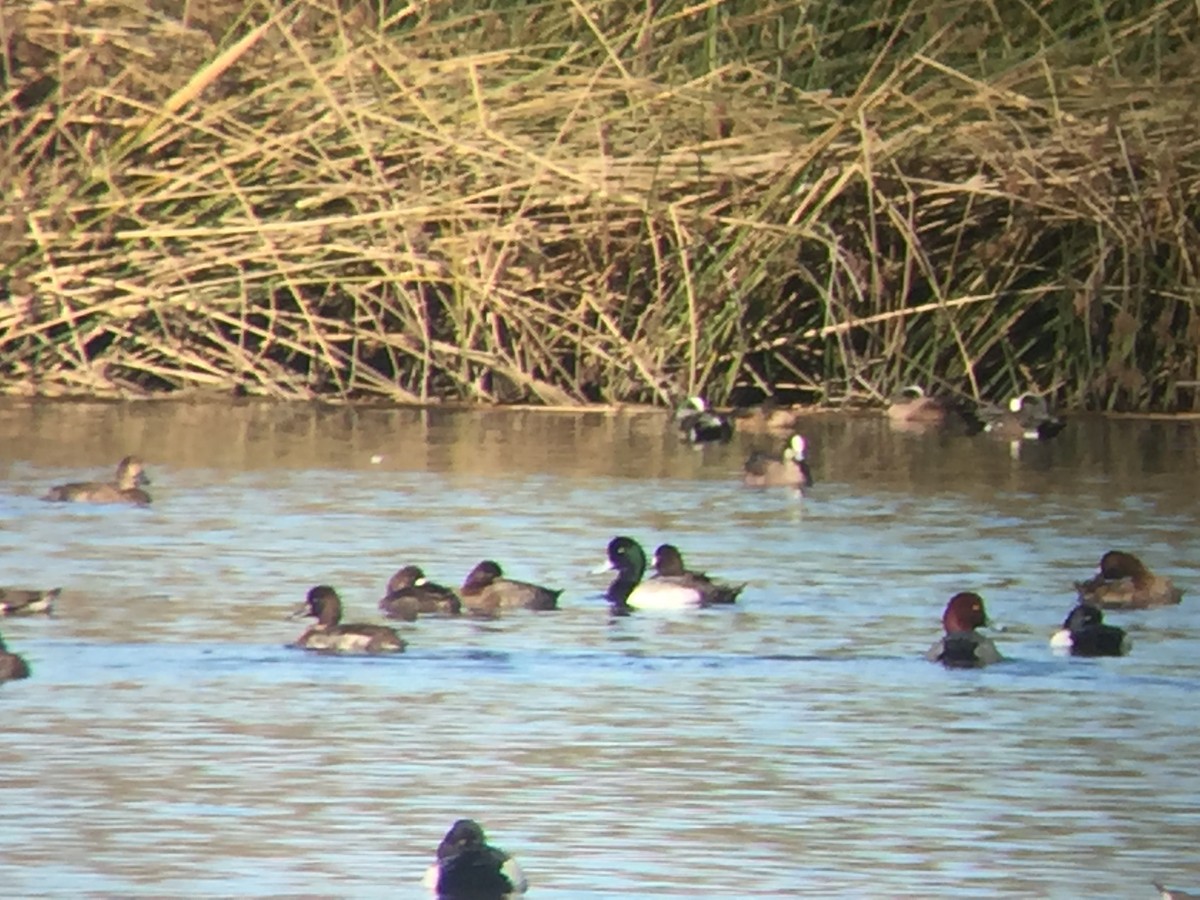 Greater Scaup - Álvaro San José