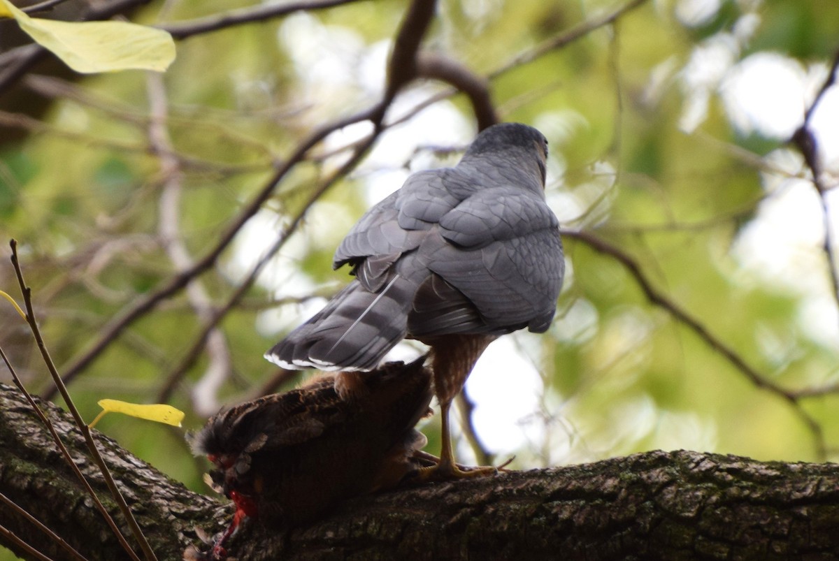 Cooper's Hawk - irina shulgina