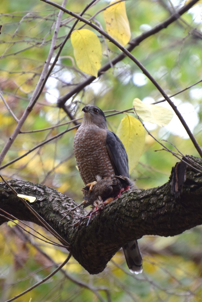 Cooper's Hawk - ML41405551