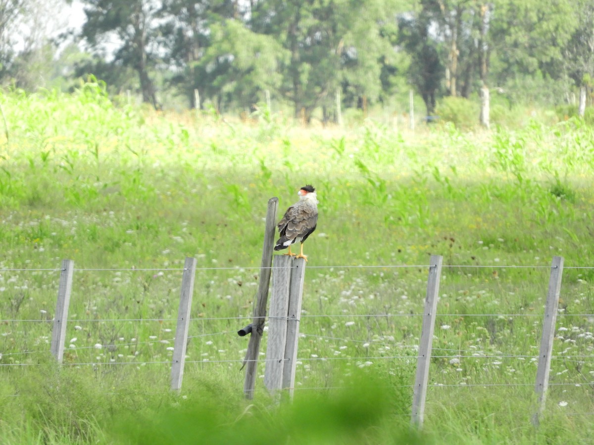 Crested Caracara - ML414057331