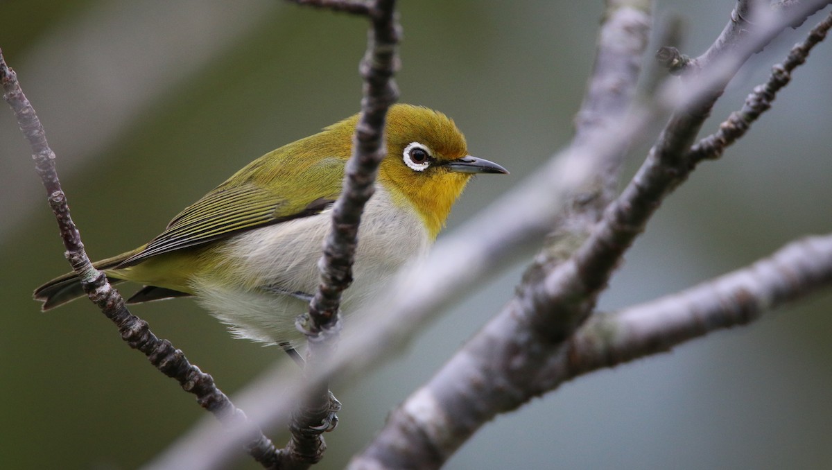 Warbling White-eye - ML41405931