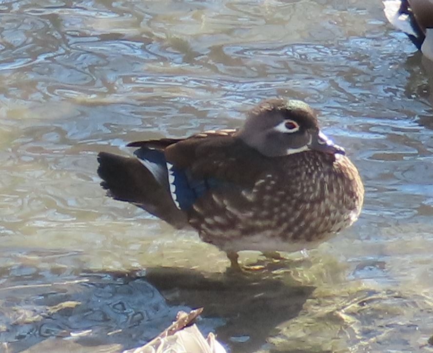 Wood Duck - ML414061801