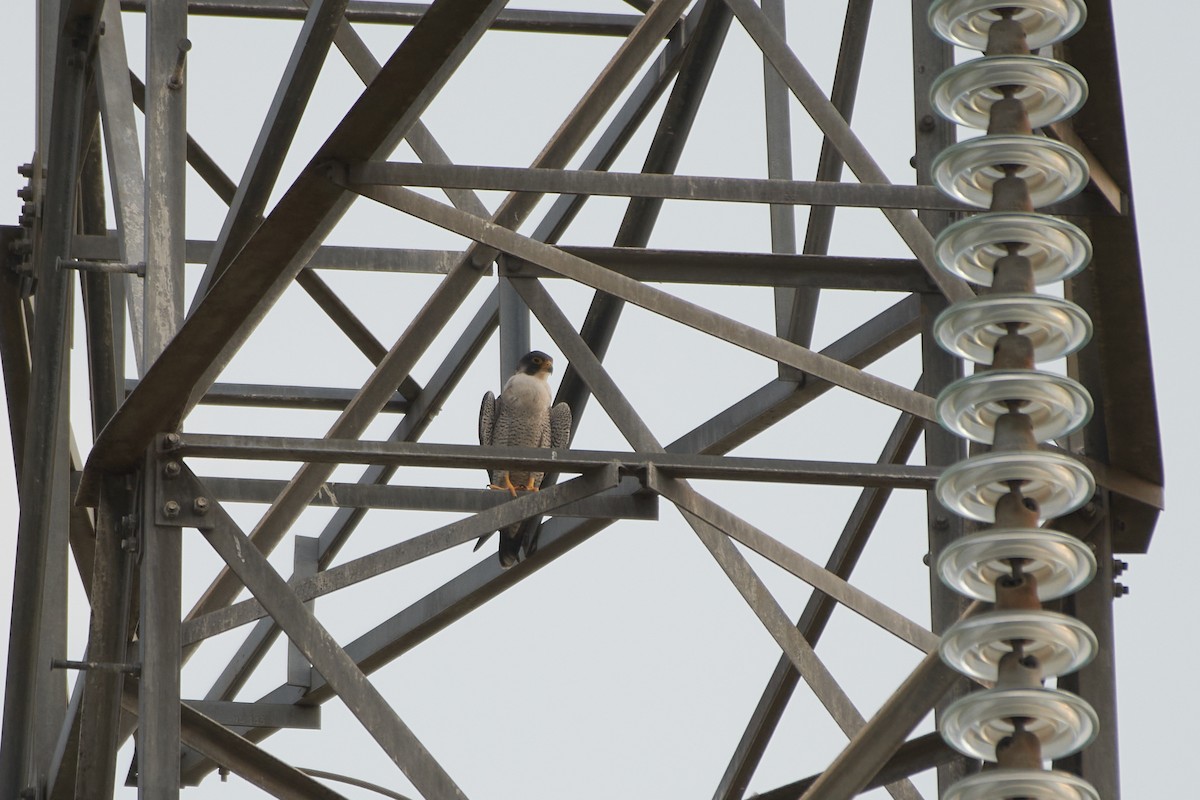 Peregrine Falcon - ML414061811