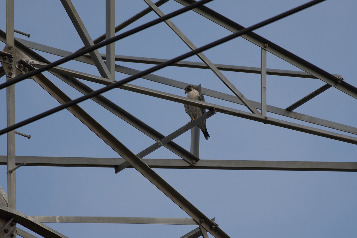 Peregrine Falcon - Bryan Wee