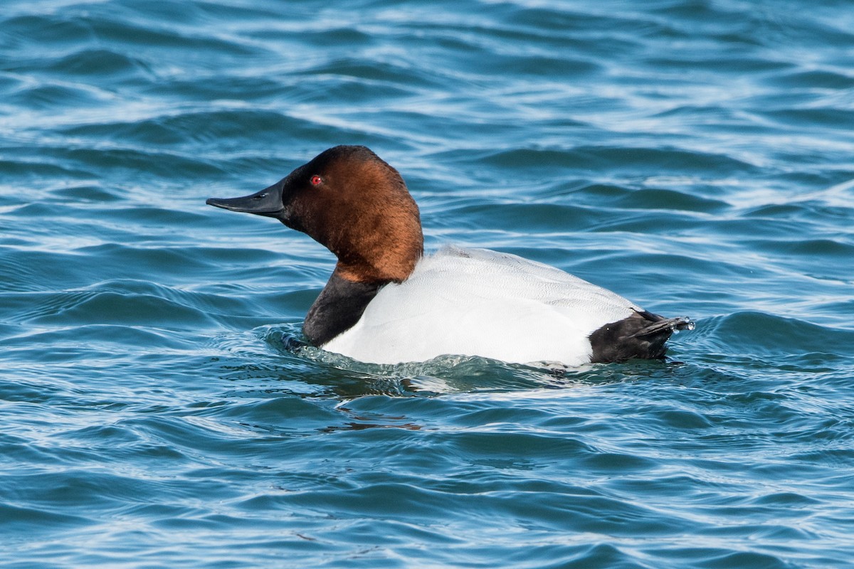 Canvasback - ML414062411