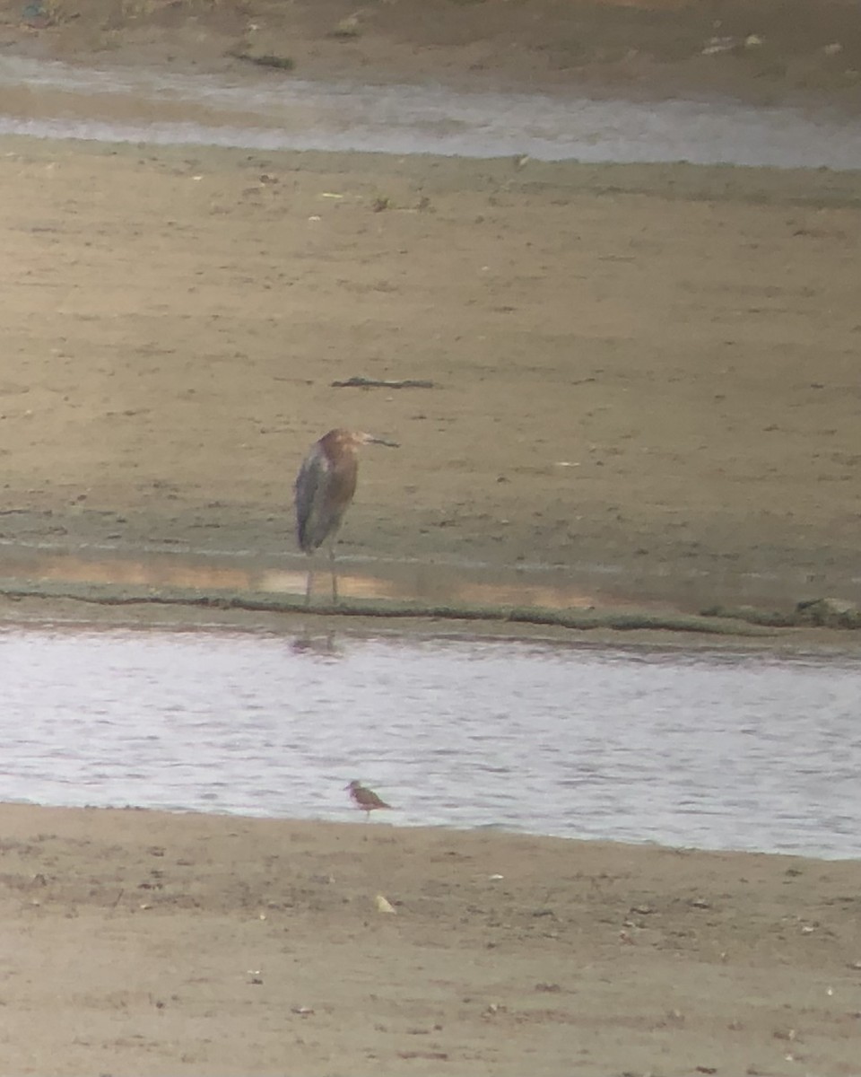 Reddish Egret - Juan Figueroa