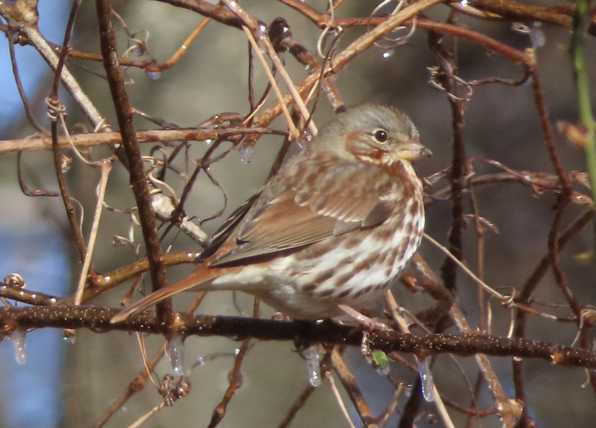 Fox Sparrow - ML414065961