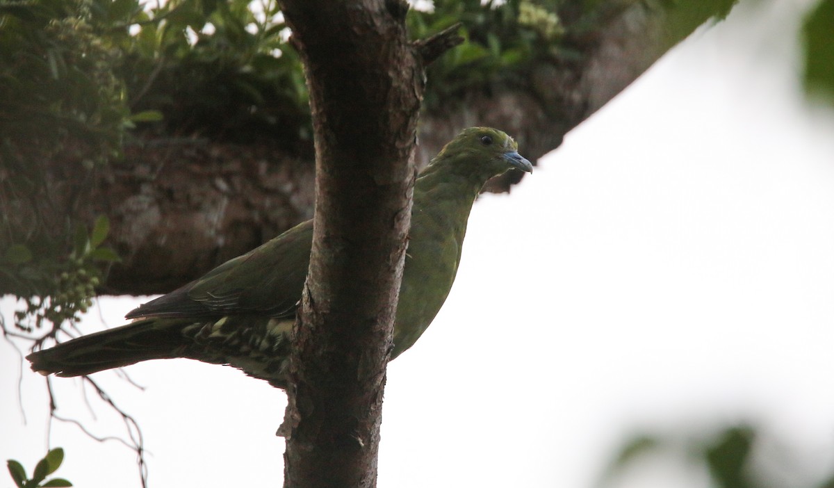 Whistling Green-Pigeon - ML41406731