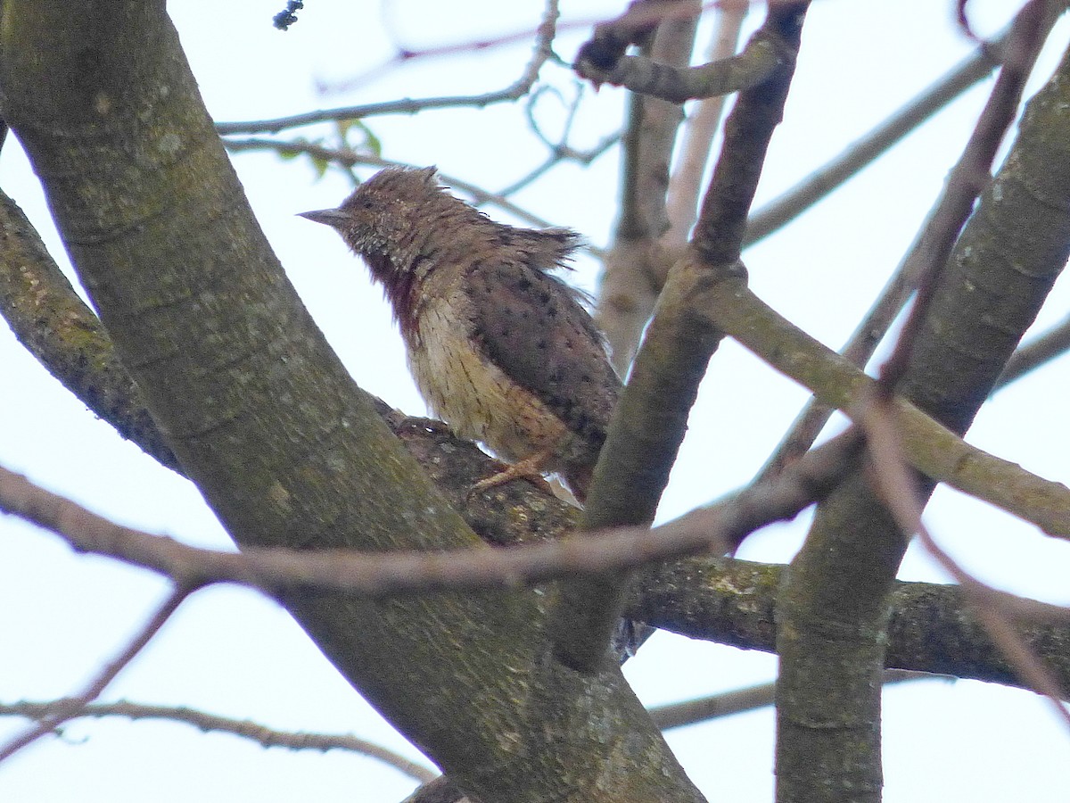 Rufous-necked Wryneck - ML414067371